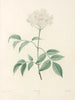 van La botanique van J. J. Rousseau Pl 33 - Pierre-Joseph Redouté — weergave van het kunstwerk