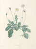 La botanique van J. J. Rousseau Pl 34 - Pierre-Joseph Redouté — weergave van het kunstwerk