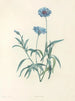 van J. J. Rousseau Pl 37 - Pierre-Joseph Redouté — weergave van het kunstwerk