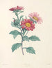 van J. J. Rousseau Pl 38 - Pierre-Joseph Redouté — weergave van het kunstwerk