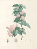 van J. J. Rousseau Pl 40 - Pierre-Joseph Redouté — weergave van het kunstwerk