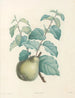 van J. J. Rousseau Pl 41 - Pierre-Joseph Redouté | Schilderij — weergave van het kunstwerk