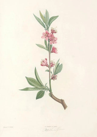 Pierre Joseph Redout - La botanique de J J Rousseau Pl 45.webp
