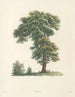 La botanique van J. J. Rousseau Pl 48 - Pierre-Joseph Redouté — weergave van het kunstwerk