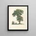 La botanique van J. J. Rousseau Pl 48 - Pierre-Joseph Redouté — ingelijst kunstwerk aan de muur
