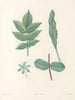 van J. J. Rousseau Pl 51 - Pierre-Joseph Redouté — weergave van het kunstwerk