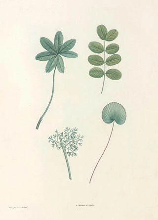Pierre Joseph Redout - La botanique de J J Rousseau Pl 53.webp