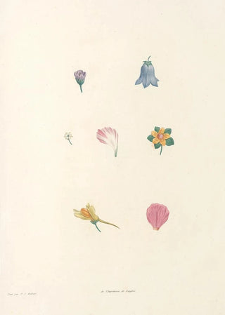 Pierre Joseph Redout - La botanique de J J Rousseau Pl 59.webp