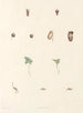 De botaniek van J. J. Rousseau Pl 63 - Pierre Joseph Redouté — weergave van het kunstwerk