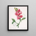Lathyrus latifolius Pois éternel - Pierre Joseph Redouté — ingelijst kunstwerk aan de muur