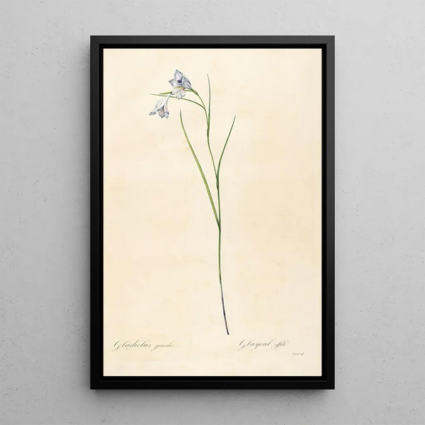 Les liliacées Pl05 - Pierre Joseph Redouté — ingelijst kunstwerk aan de muur