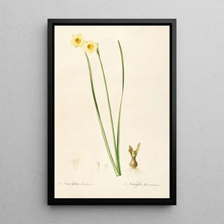 Pierre Joseph Redout - Les liliacees Pl07.webp