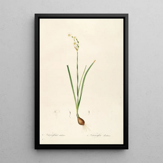 Pierre Joseph Redout - Les liliacees Pl09.webp