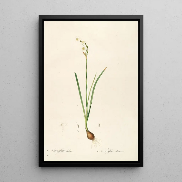 Les liliacées Pl09 - Pierre Joseph Redouté — ingelijst kunstwerk aan de muur