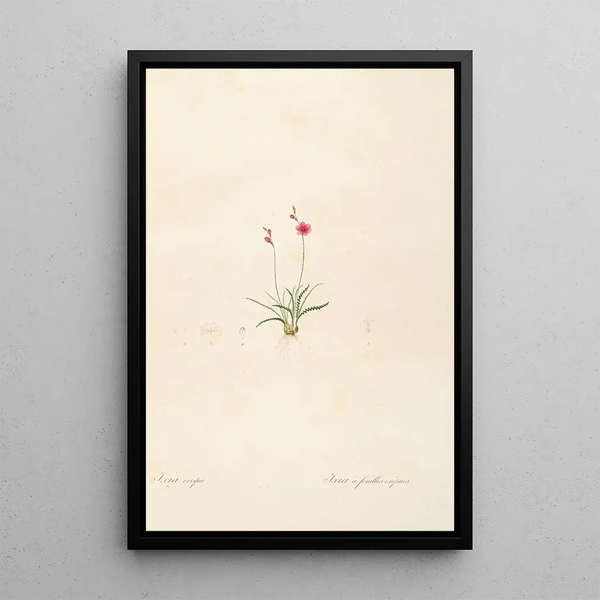 Les liliacées Pl13 - Pierre Joseph Redouté — ingelijst kunstwerk aan de muur
