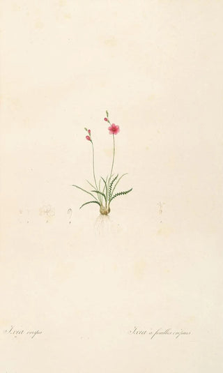 Pierre Joseph Redout - Les liliacees Pl13.webp