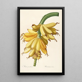 Pierre Joseph Redout - Les liliacees Pl23.webp