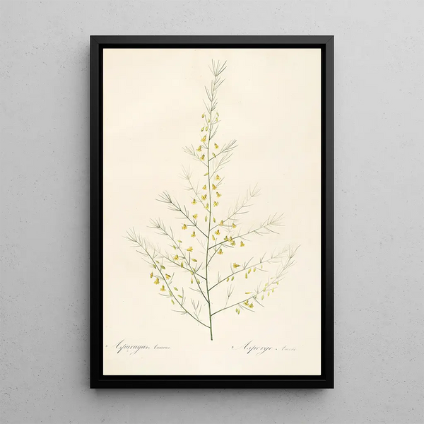 De liliaceae Pl25 - Pierre Joseph Redouté — ingelijst kunstwerk aan de muur