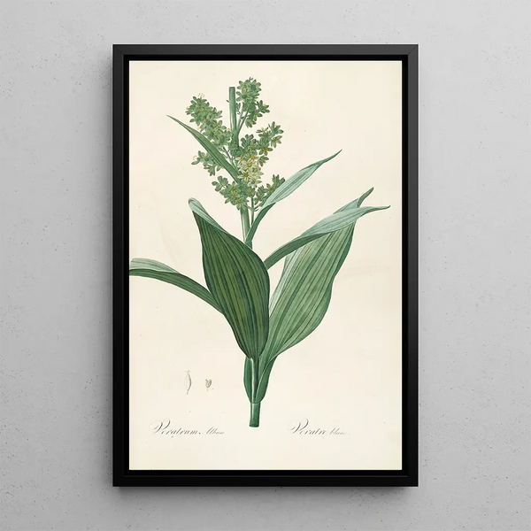 De liliaceae Pl26 - Pierre Joseph Redouté — ingelijst kunstwerk aan de muur