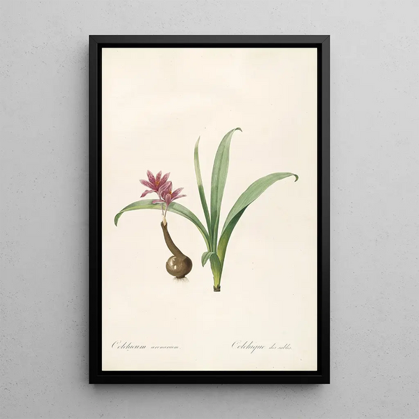 Les Liliacées Pl46 - Pierre Joseph Redouté — ingelijst kunstwerk aan de muur