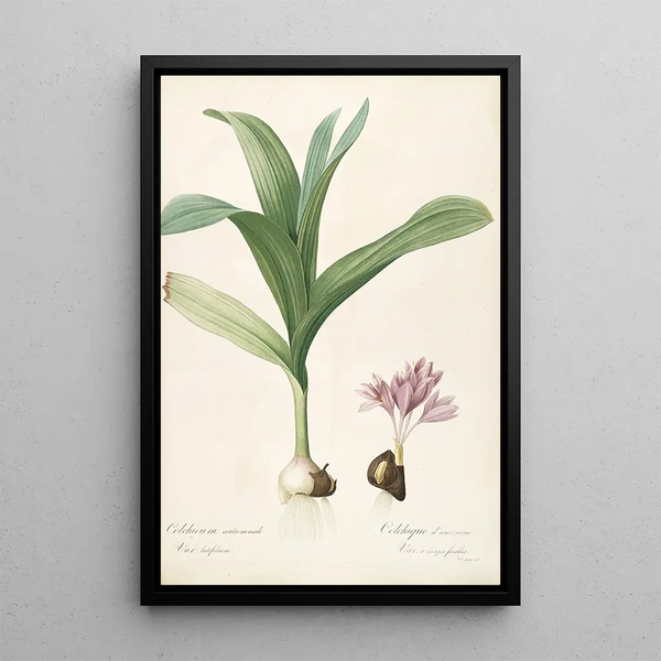Les Liliacées Pl47 - Pierre Joseph Redouté — ingelijst kunstwerk aan de muur