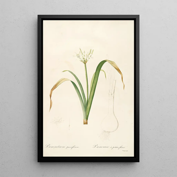 Les Liliacées Pl50 - Pierre Joseph Redouté — ingelijst kunstwerk aan de muur