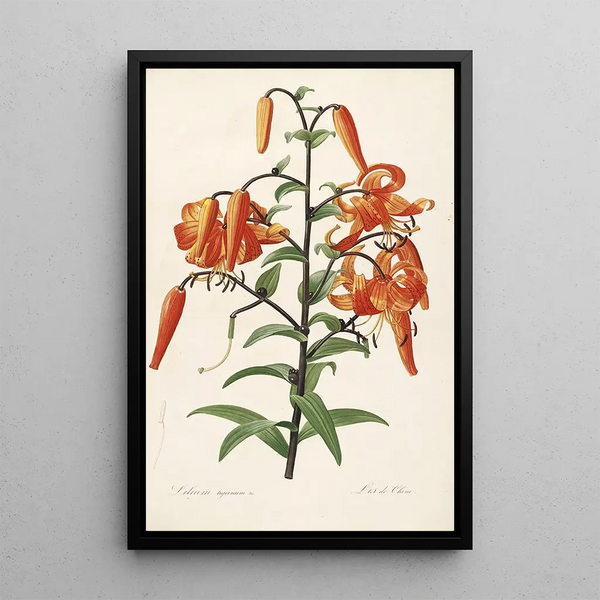 Les Liliacées Pl54 - Pierre Joseph Redouté — ingelijst kunstwerk aan de muur