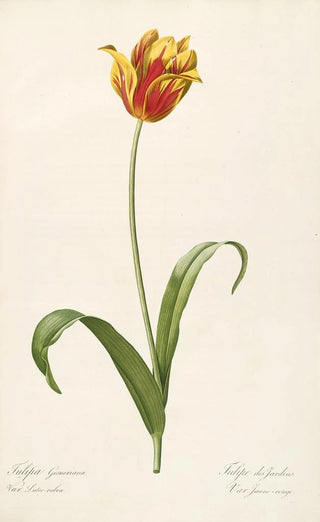 Pierre Joseph Redout - Les liliacees Pl56.webp