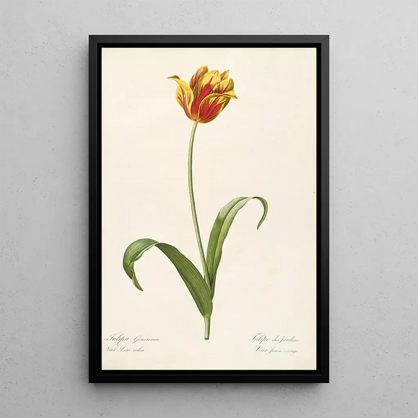Les Liliacées Pl56 - Pierre Joseph Redouté — ingelijst kunstwerk aan de muur