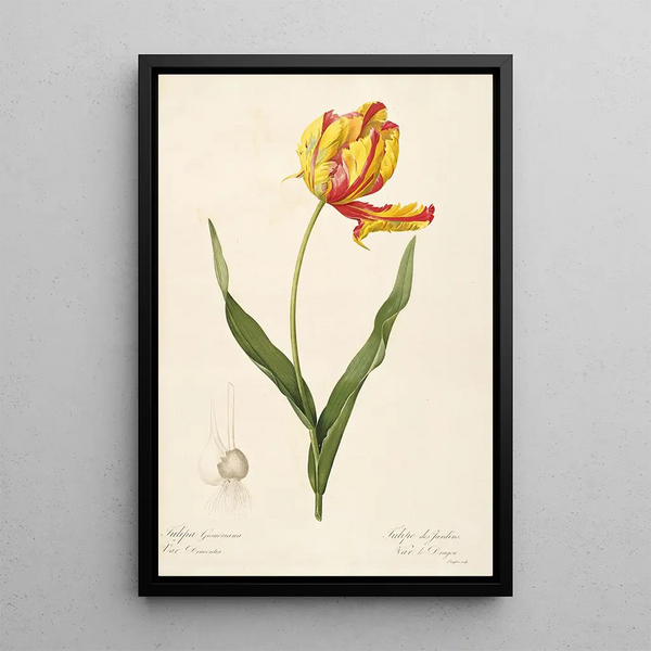 Les Liliacées Pl57 - Pierre Joseph Redouté — ingelijst kunstwerk aan de muur