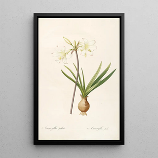 Pierre Joseph Redout - Les liliacees Pl58.webp