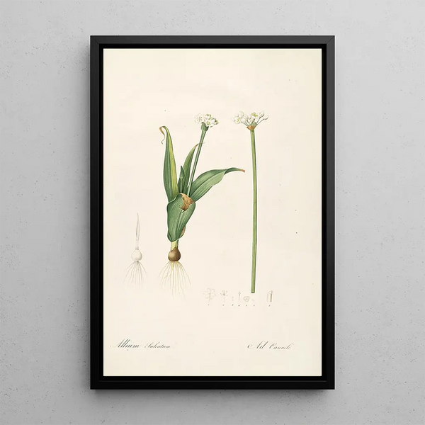 Les Liliacées Pl61 - Pierre Joseph Redouté — ingelijst kunstwerk aan de muur