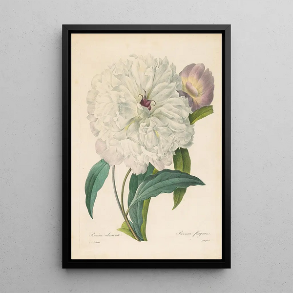Pivoine flamboyante - Pierre Joseph Redouté — ingelijst kunstwerk aan de muur
