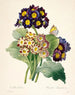 Oor van primula Primula's - Pierre Joseph Redouté — weergave van het kunstwerk