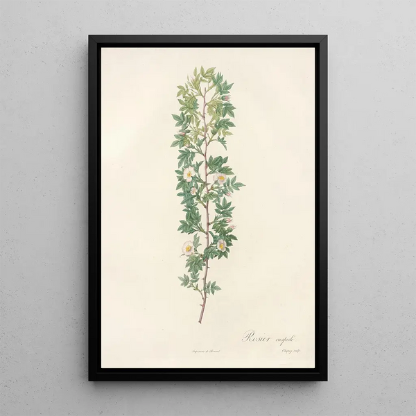Rosa Aciphylla - Pierre Joseph Redouté — ingelijst kunstwerk aan de muur