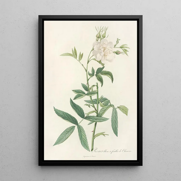 Rosa Alba Cimbaefolia - Pierre Joseph Redouté — ingelijst kunstwerk aan de muur