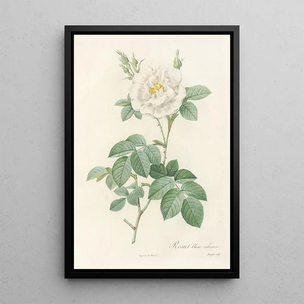 Rosa Alba Flore Pleno - Pierre Joseph Redouté — ingelijst kunstwerk aan de muur