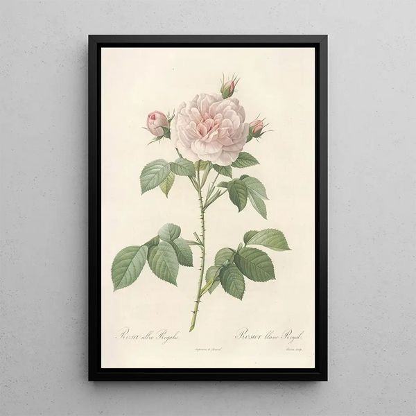 Rosa Alba Regalis - Pierre Joseph Redouté — ingelijst kunstwerk aan de muur