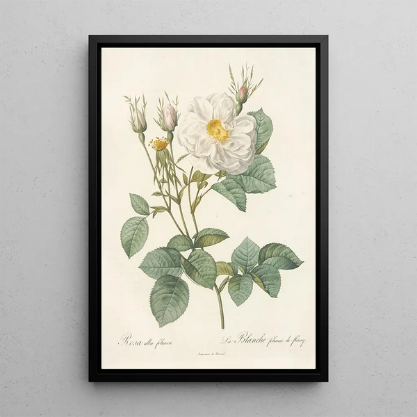 Rosa Alba foliacea - Pierre Joseph Redouté — ingelijst kunstwerk aan de muur