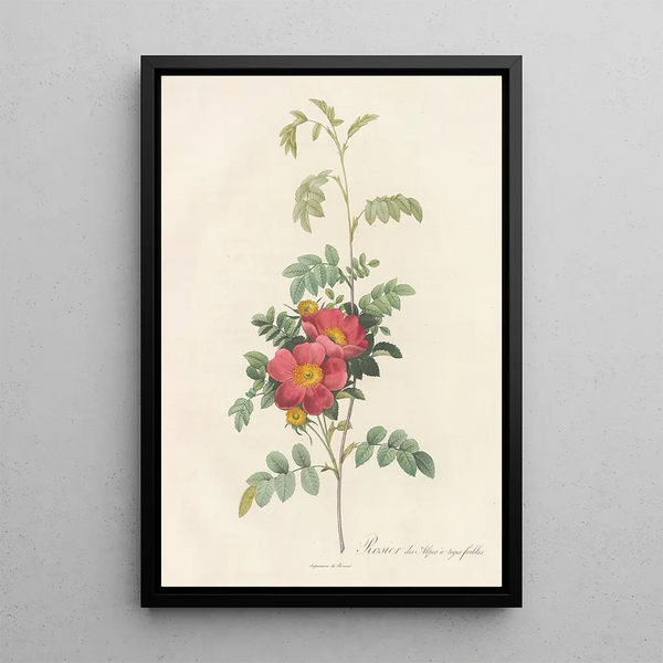 Rosa Alpina Debilis - Pierre Joseph Redouté — ingelijst kunstwerk aan de muur