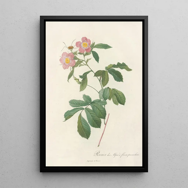 Rosa Alpina Flore Variegato - Pierre Joseph Redouté — ingelijst kunstwerk aan de muur
