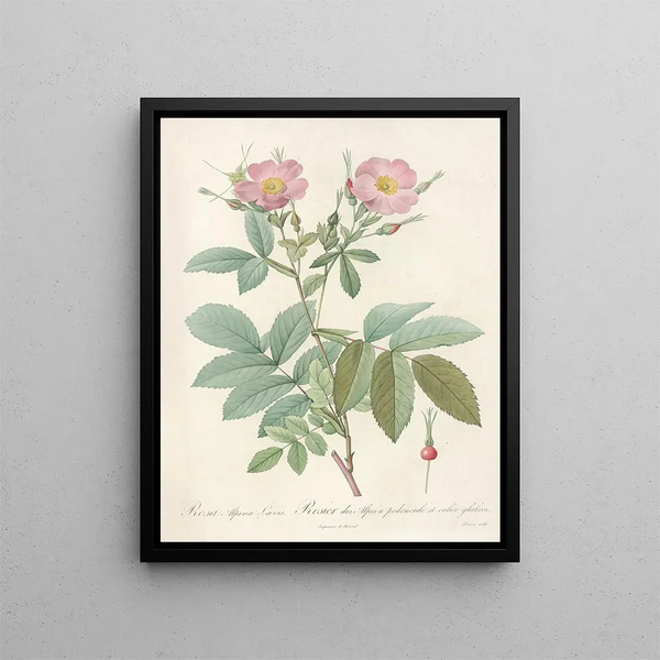 Pierre Joseph Redout - Rosa Alpina Laevis.webp