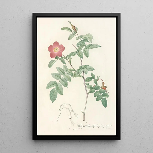 Rosa Alpina Pendulina - Pierre Joseph Redouté — ingelijst kunstwerk aan de muur