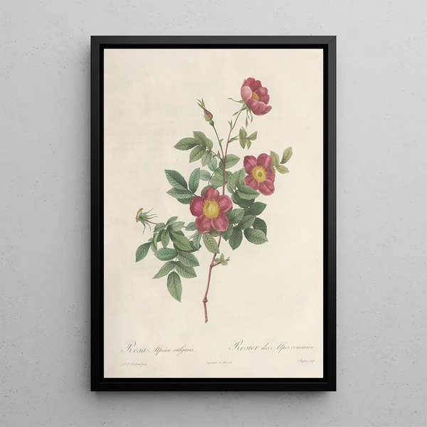 Rosa Alpina Vulgaris - Pierre Joseph Redouté — ingelijst kunstwerk aan de muur