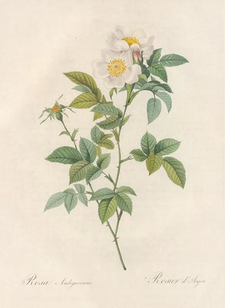 Pierre Joseph Redout - Rosa Andegavensis.webp