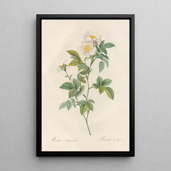 Rosa Andegavensis - Pierre Joseph Redouté — ingelijst kunstwerk aan de muur