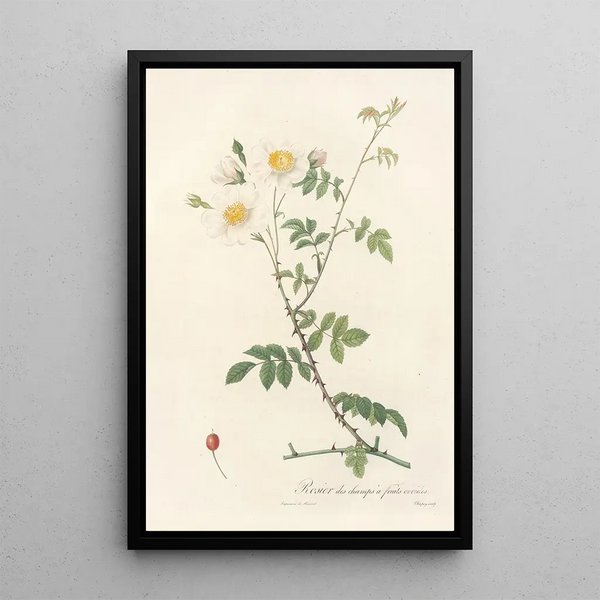 Rosa Arvensis Ovata - Pierre Joseph Redouté — ingelijst kunstwerk aan de muur