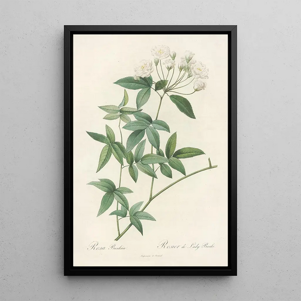 Rosa Banksiae - Pierre Joseph Redouté — ingelijst kunstwerk aan de muur