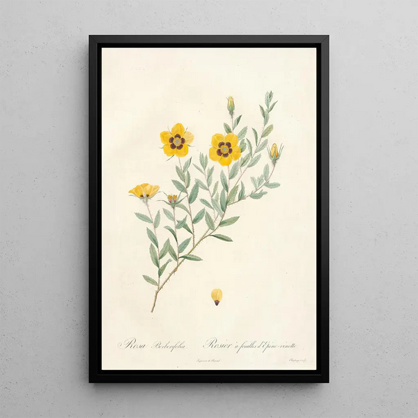 Rosa Berberifolia - Pierre Joseph Redouté — ingelijst kunstwerk aan de muur