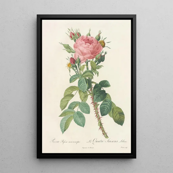 Rosa Bifera Macrocarpa - Pierre Joseph Redouté — ingelijst kunstwerk aan de muur